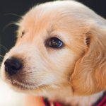 2018 PetCon at Del Mar Fairgrounds is cancelled, and it’s not the first time the company has been cancelled on