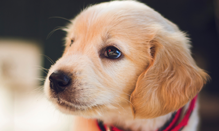 2018 PetCon at Del Mar Fairgrounds is cancelled, and it’s not the first time the company has been cancelled on