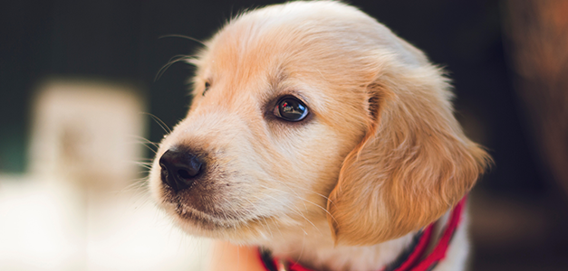 2018 PetCon at Del Mar Fairgrounds is cancelled, and it’s not the first time the company has been cancelled on