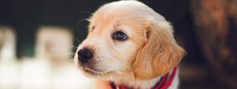 2018 PetCon at Del Mar Fairgrounds is cancelled, and it’s not the first time the company has been cancelled on
